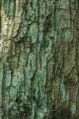 Detailed Tree Bark with Natural Mossy Texture