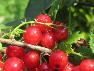 Zbliżenie na owoce czerwonej porzeczki