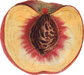 vector illustration of a peach