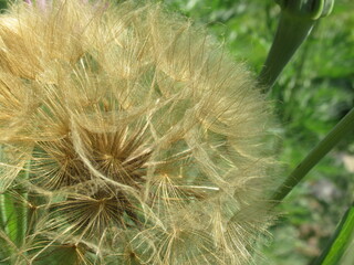 Nasiona rośliny z gatunku Salsefia © Kumulugma