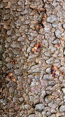 The bark of an old spruce tree on its trunk texture for the background. Selective focus