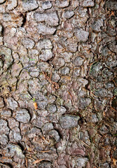 The bark of an old spruce tree on its trunk texture for the background. Selective focus