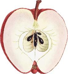 vector illustration of a sliced apple with visible seeds