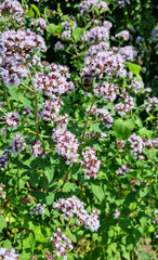 Cheerful summer background. Oregano flowers and bees. Selective focus.
