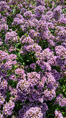 Fototapeta premium Cheerful summer background. Oregano flowers and bees. Selective focus.
