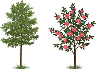 Obraz premium Green Leaf Deciduous Tree and Pink Flowering Shrub Side by Side, Seasonal Botanical Nature Contrast Vector Illustration for Garden Landscape Design