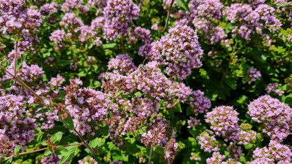 Cheerful summer background. Oregano flowers and bees. Selective focus.