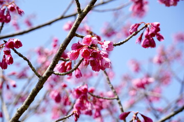 Obraz premium 青空を背景に濃いピンク色のカワヅザクラの密集した花が咲いている様子をクローズアップで捉えた写真です。春の訪れを感じさせる明るい色彩と生命力に満ちた風景です。