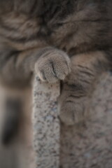 cute cat on a wooden table