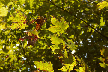 Green and yellow maple leaves illuminated by sunlight, showcasing vibrant autumn colors against a blurred natural background with copy space for text