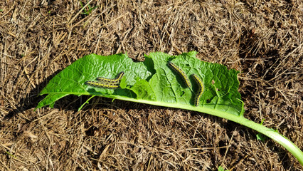 Caterpillar on a green leaf of a horseradish leaf in the garden