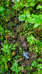 A close-up of a puddle of green grass in the forest. Moose puddle footprint