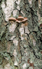 Birch bark texture and tinder fungi illuminated by the sun. Selective focus.