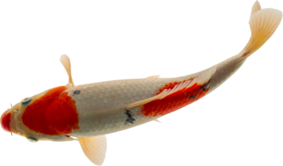 Koi Fish