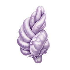 Watercolor illustration of a braided intestine with a delicate purple hue isolated on white background