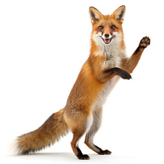Obraz premium A red fox standing on its hind legs with its paws raised against a plain white background studio shot