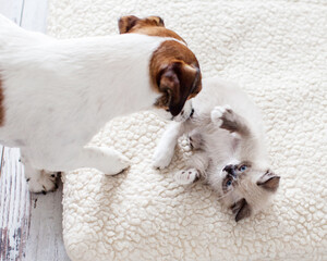 Fototapeta premium Dog and cat are best friends playing together at home
