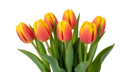 Obraz premium Bouquet of vibrant orange and yellow tulips isolated on transparent background
