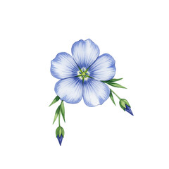 Watercolor flax flower with buds, delicate blue petals and green leaves isolated on white background