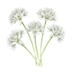 Delicate watercolor illustration of allium flowers isolated on white background