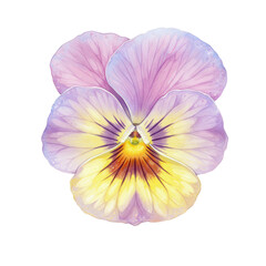 Delicate watercolor pansy flower depicting soft petal hues and details isolated on white background