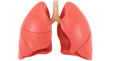 Human lungs isolated on transparent background, respiratory system anatomy for medical education and healthcare concepts PNG