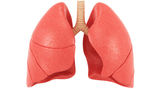 Human lungs isolated on transparent background, respiratory system anatomy for medical education and healthcare concepts PNG