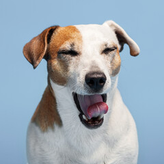 Dog yawns at blue background