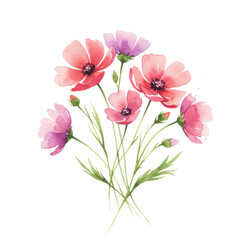 Watercolor bouquet of pink and purple cosmos flowers with green stems isolated on white background