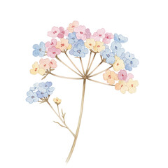 Delicate watercolor pastel flower cluster on stem isolated on white background