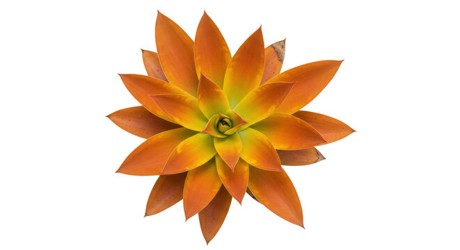 Striking orange succulent plant isolated on transparent background, vibrant rosette with pointed leaves for botanical design and decoration