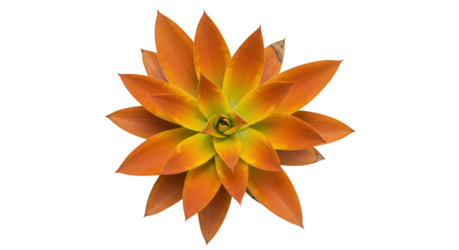 Striking orange succulent plant isolated on transparent background, vibrant rosette with pointed leaves for botanical design and decoration