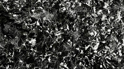 black and white textured ground covered with dried leaves and grass in nature, organic pattern for outdoor wallpaper or editorial background