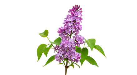 Fragrant lilac flowers isolated on transparent background, purple blooms in spring for floral design and botanical projects PNG