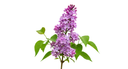 Fototapeten Lila Fragrant lilac flowers isolated on transparent background, purple blooms in spring for floral design and botanical projects PNG  © Hans