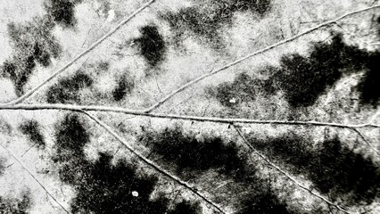 abstract black and white textured leaf surface with prominent veins and scattered spots for creative design use