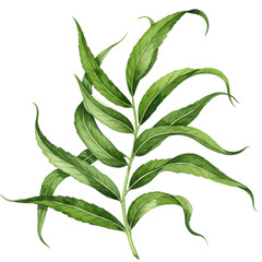 Detailed watercolor illustration of a green leafy branch with curving leaves isolated on white background