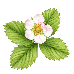 Detailed watercolor illustration of strawberry flower and leaves, botanical art isolated on white background