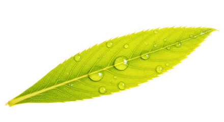 Green leaf with water drops isolated on transparent background, fresh foliage close-up for nature...