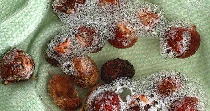 Soap nuts floating in water with bubbles. Close-up footage of the rotating table.