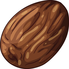 vector illustration of a cocoa nut