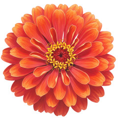 Vibrant zinnia elegans a detailed botanical illustration with warm tones isolated on white background