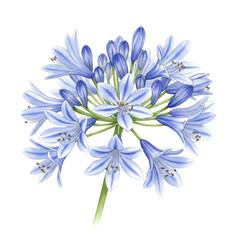 Detailed watercolor illustration of a delicate blue agapanthus flower cluster isolated on white background
