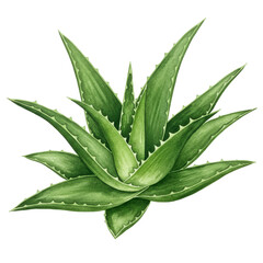 Watercolor aloe vera plant with serrated edges and variegated green tones isolated on white background