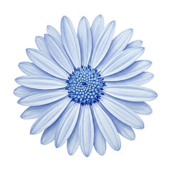 Watercolor daisy with detailed petals and a textured center in blue hues isolated on white background