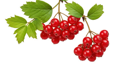 Obraz premium Viburnum opulus isolated on transparent background, red berries and green leaves PNG, medicinal plant for herbal medicine and decoration