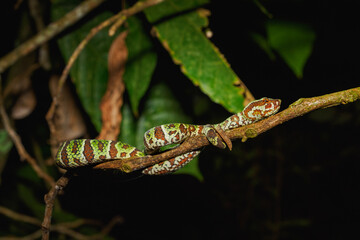 Breitband-Grubenotter, Sulawesi-Grubenotter (Tropidolaemus laticinctus),
