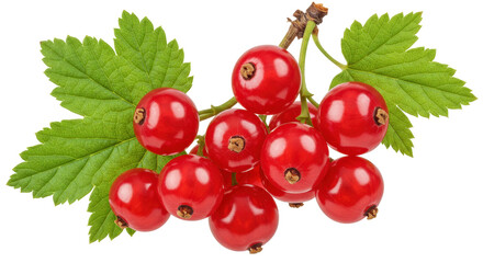 Redcurrant berries isolated on transparent background, vibrant and juicy fruit with green leaves for healthy eating and summer themes