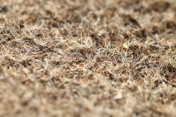 A small bird sits atop a dry grass-covered field, waiting for its next move