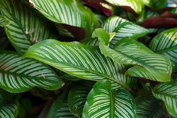 A close-up of vibrant green Calathea leaves with striking white pinstripes. The dense foliage creates a rich, natural pattern, perfect for tropical and botanical themes.